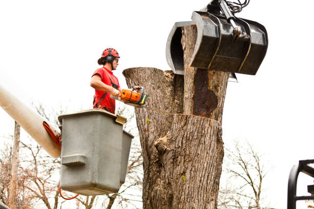 Best Palm Tree Trimming  in USA